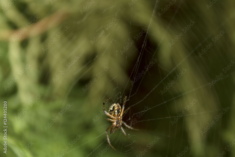 Araña en su tela-araña, esperando caiga un insecto Araña en su tela-araña, esperando caiga un insecto