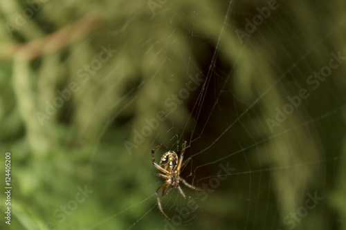 Araña en su tela-araña, esperando caiga un insecto