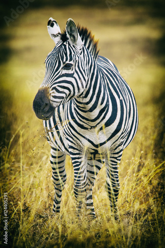 Zebra, Crater © Heather