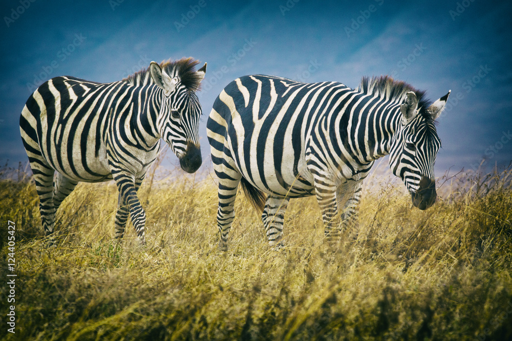 Fototapeta premium Zebra Friends