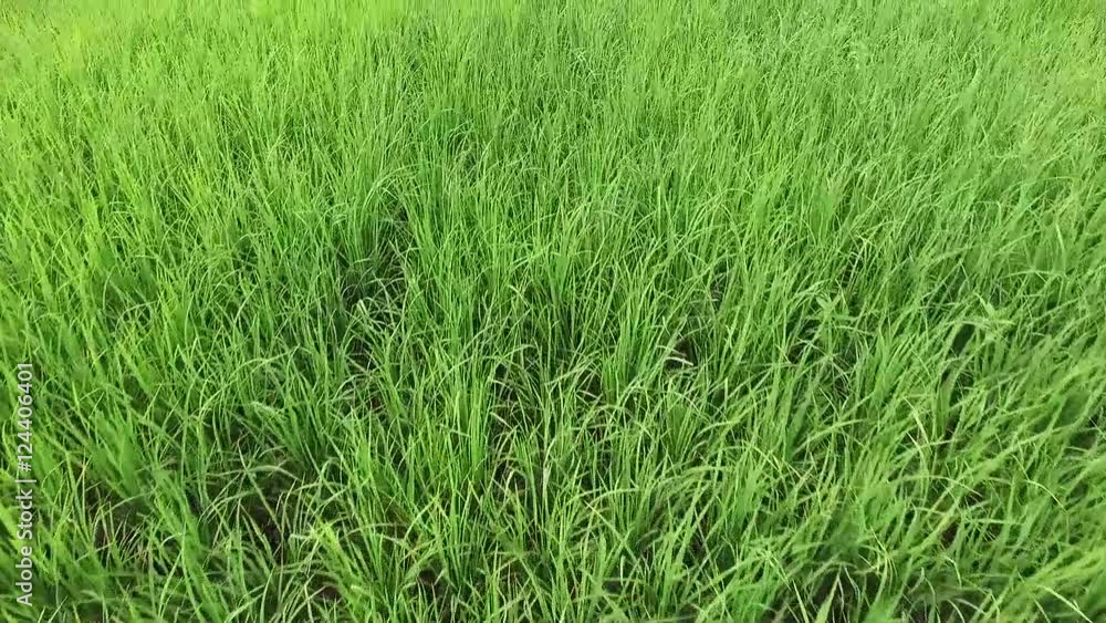 Aerial view of greenery rice farm fly over on top Aerial view of greenery rice farm fly over on top