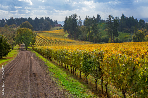 Oregon Vineyard in Willamette Valley. A picturesque view of a vineyard in Oregon show's that it's almost time to start harvesting the wine grapes in the fall season. photo