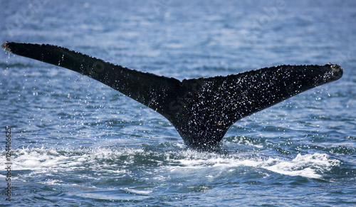 Whale Tail with drops © mscornelius