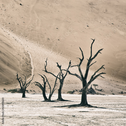 Fototapeta Naklejka Na Ścianę i Meble -  Deadvlei, Namibia