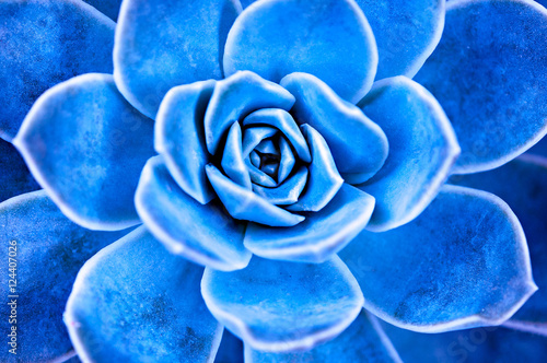 Blue succulent plant leaves.