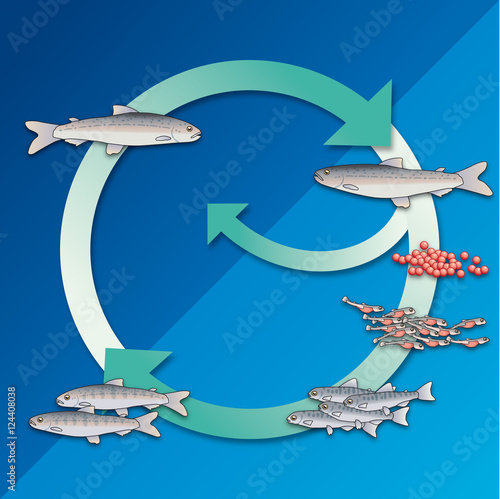 Obraz na plátně Cycle de reproduction du saumon [non lég.]
