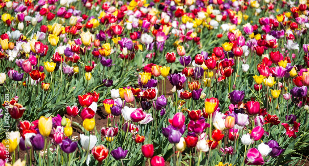 colourful tulips in spring