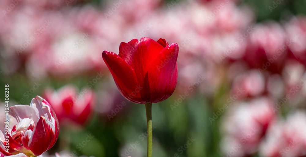 Obraz premium Red Tulip Shallow depth of field