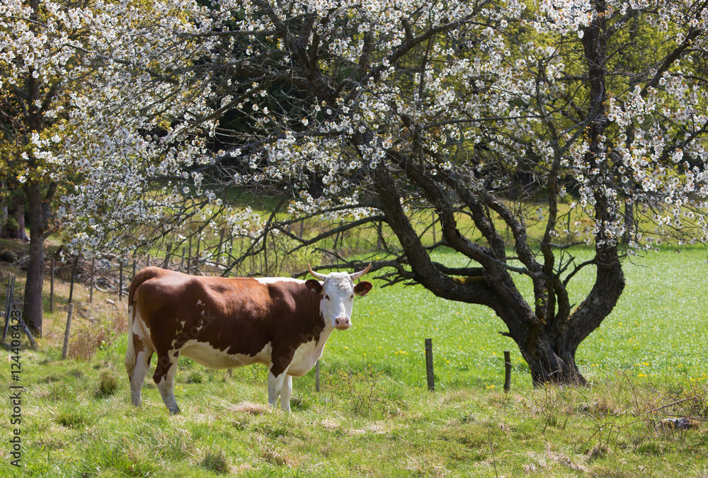 Obraz premium Cow under flowering tree, (Bos taurus).