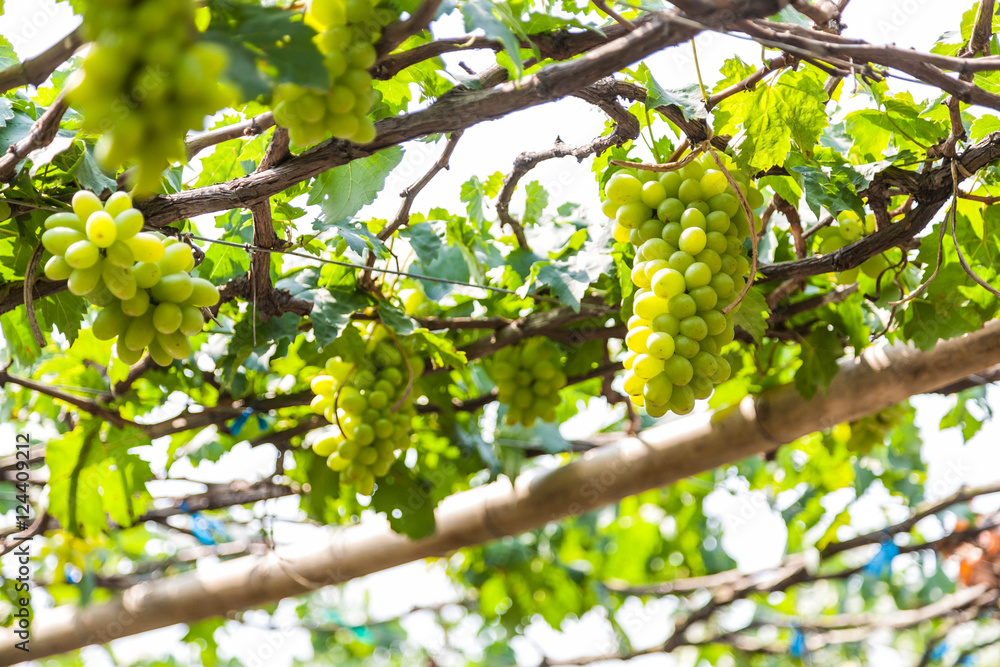 Grapes in vineyard on a sunny day Grapes in vineyard on a sunny day