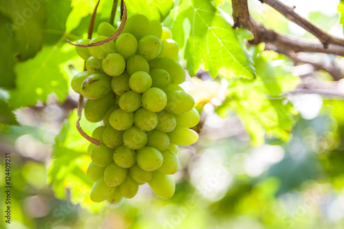 Grapes in vineyard on a sunny day