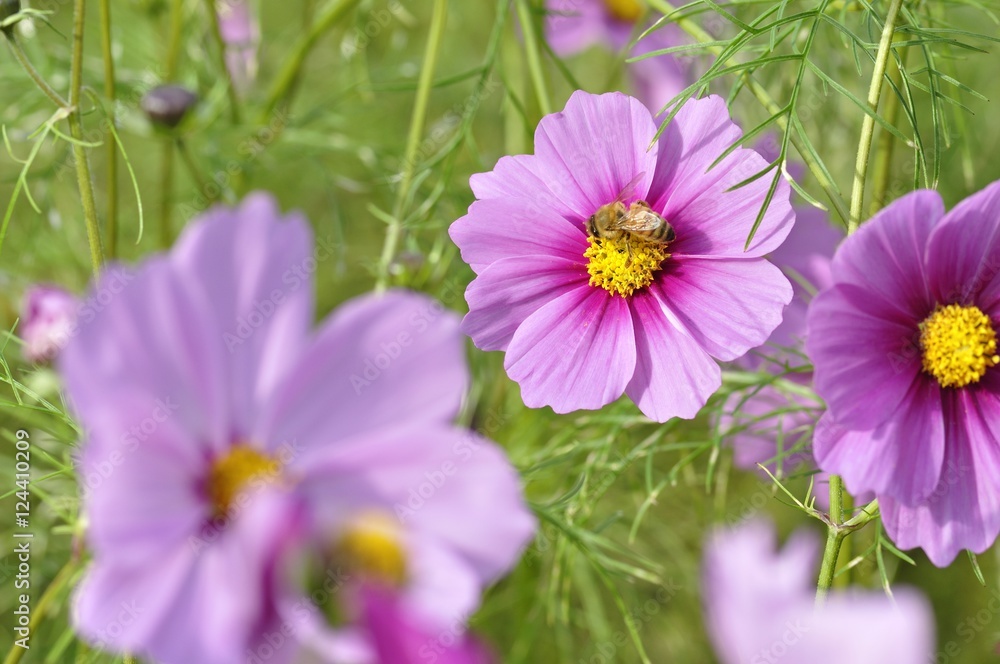 Obraz premium コスモス