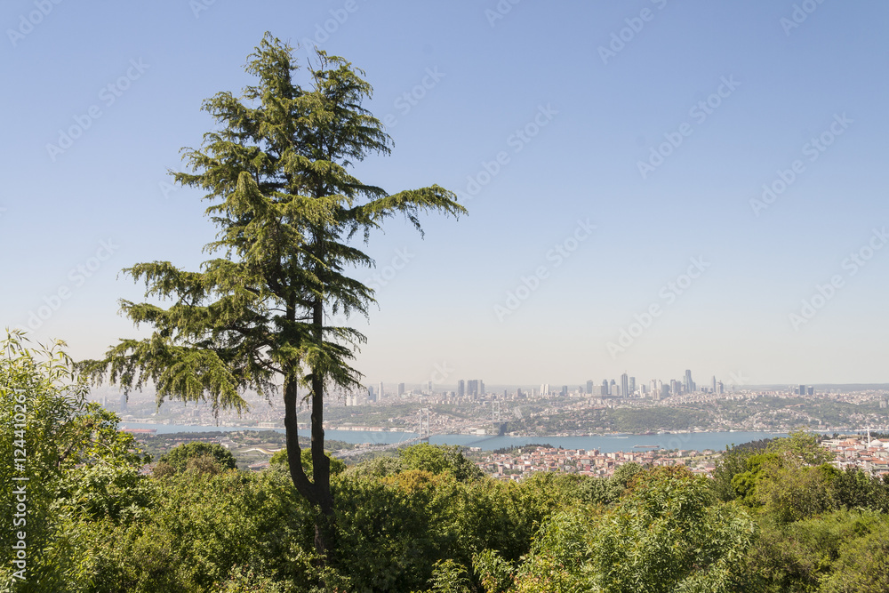 Pine Istanbul Turkey