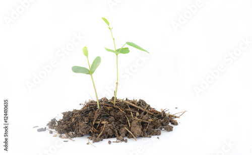 Young green plant isolated on a white background