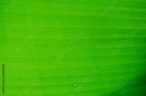 Close up green leaves,Texture background. 