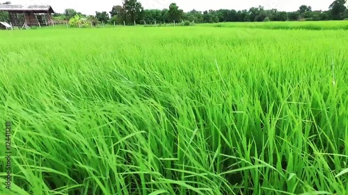 Walk along greenery rice farm