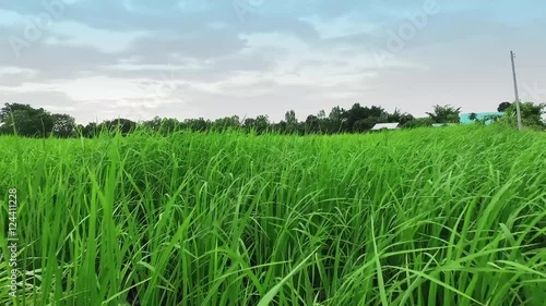 Wind blow on greenery rice farm