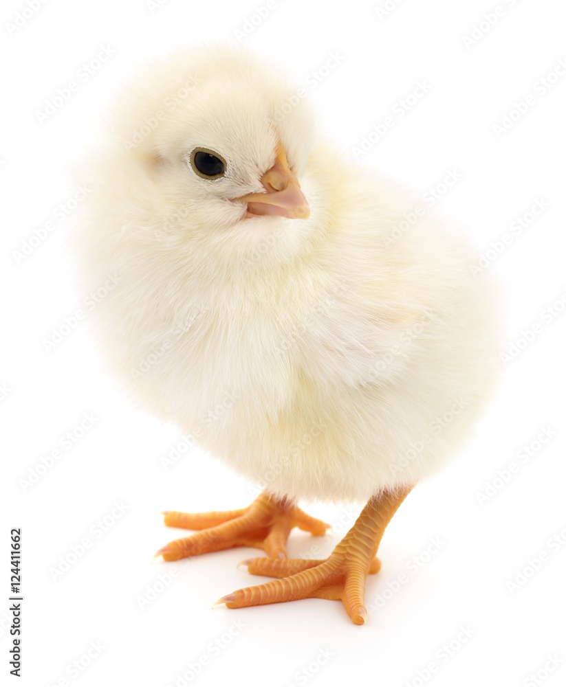 Obraz premium Small yellow chicken