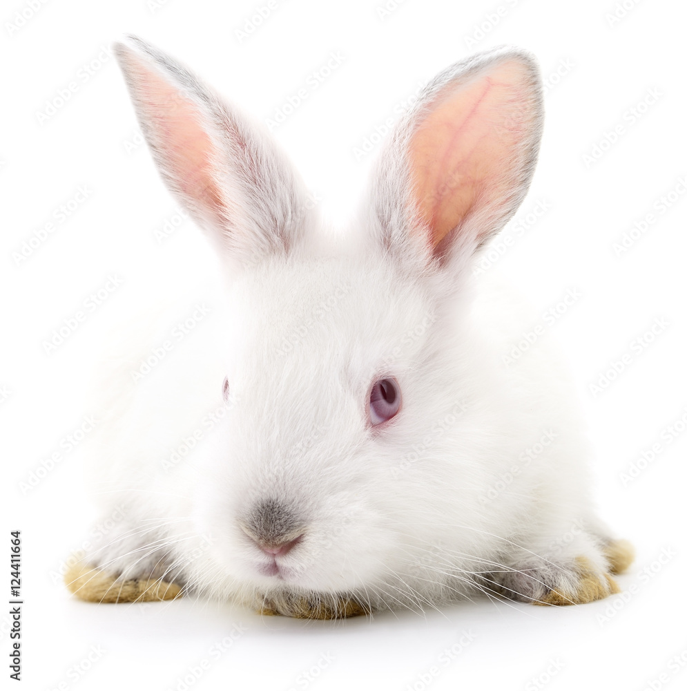 White bunny rabbit. White bunny rabbit.