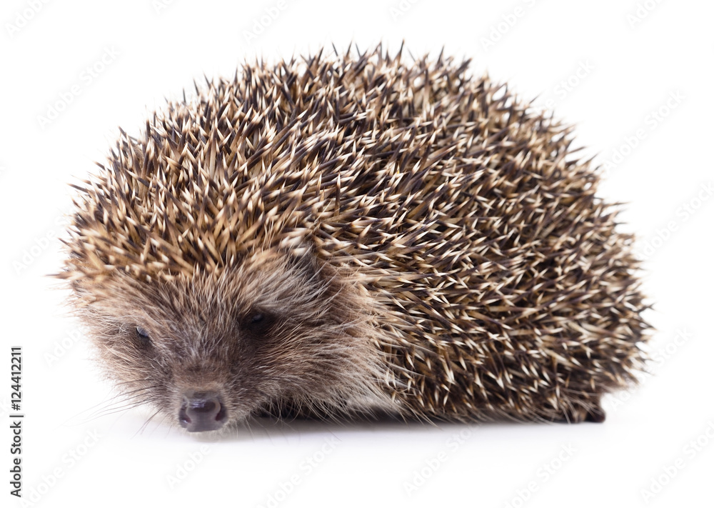 Hedgehog on white. Hedgehog on white.