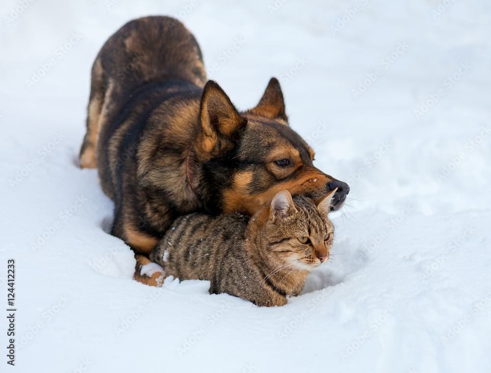 Naklejka premium Cat and dog best friends. Cat and dog playing together outdoor on the snow in winter