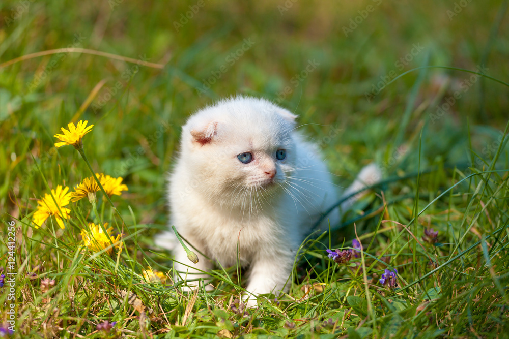 White Scottish Fold kitten sitting on the grass near dandelions