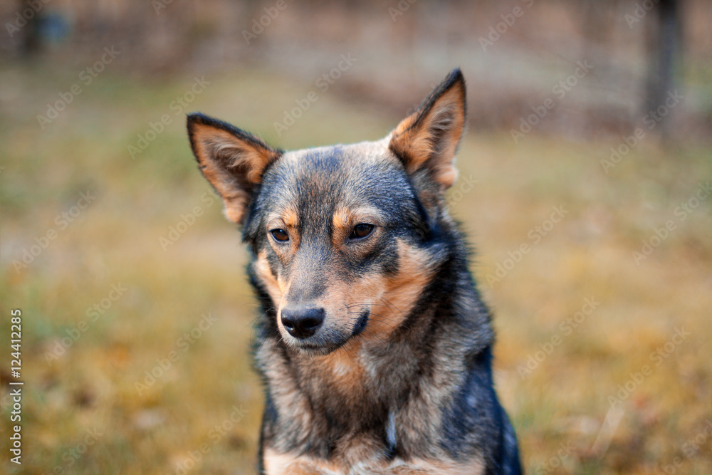 Dog portrait