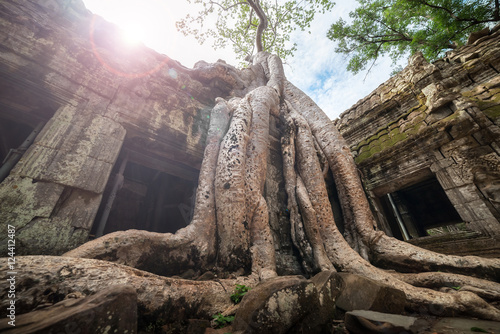 Amazing Ta Prohm temple overgrown with trees. Mysterious ruins of Ta Prohm nestled among rainforest in Angkor, Siem Reap, Cambodia. 