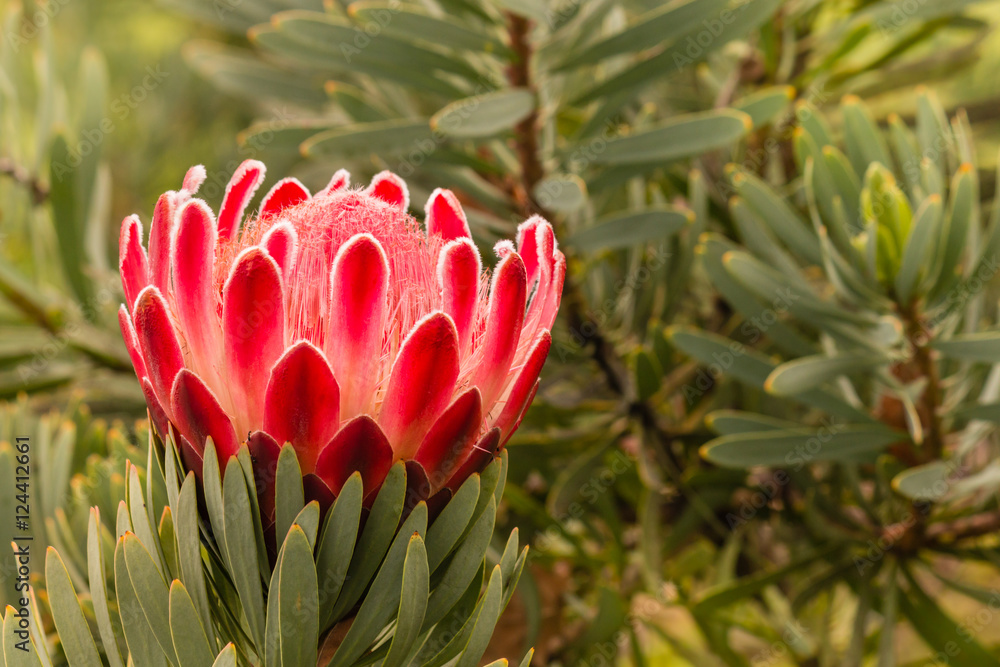 detail of pink protea flower head in blossom detail of pink protea flower head in blossom
