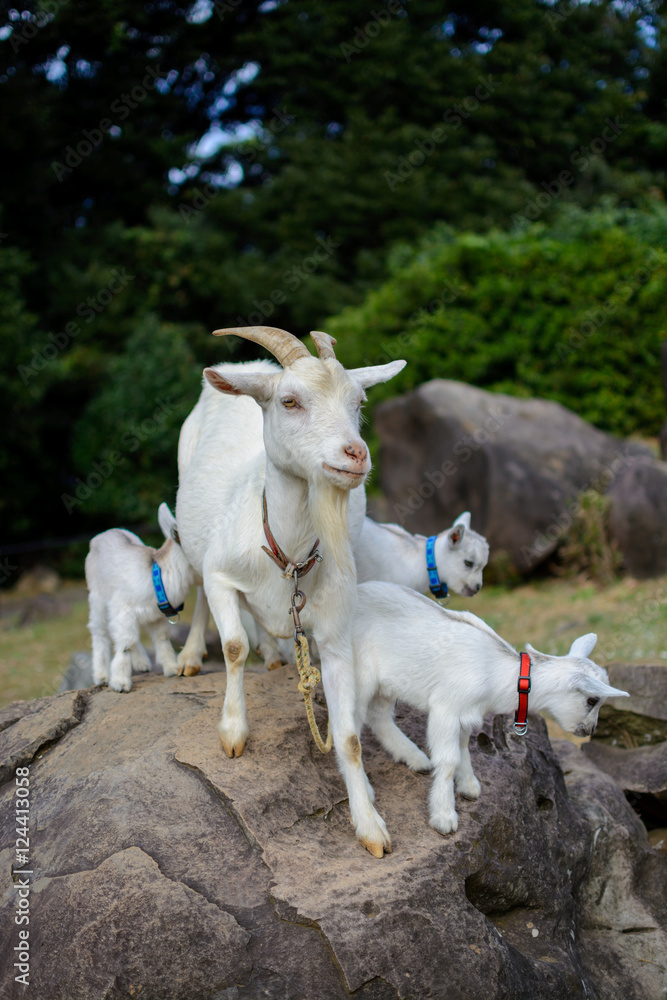 山羊のポートレート