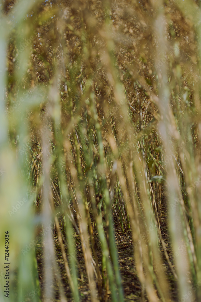 Obraz premium Rape field