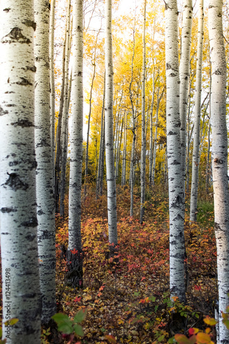 Autumn in the Trees