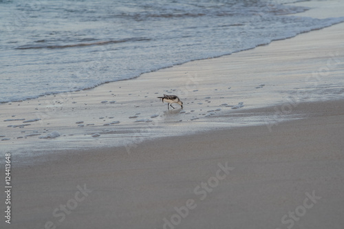 Sandpipers By the Sea