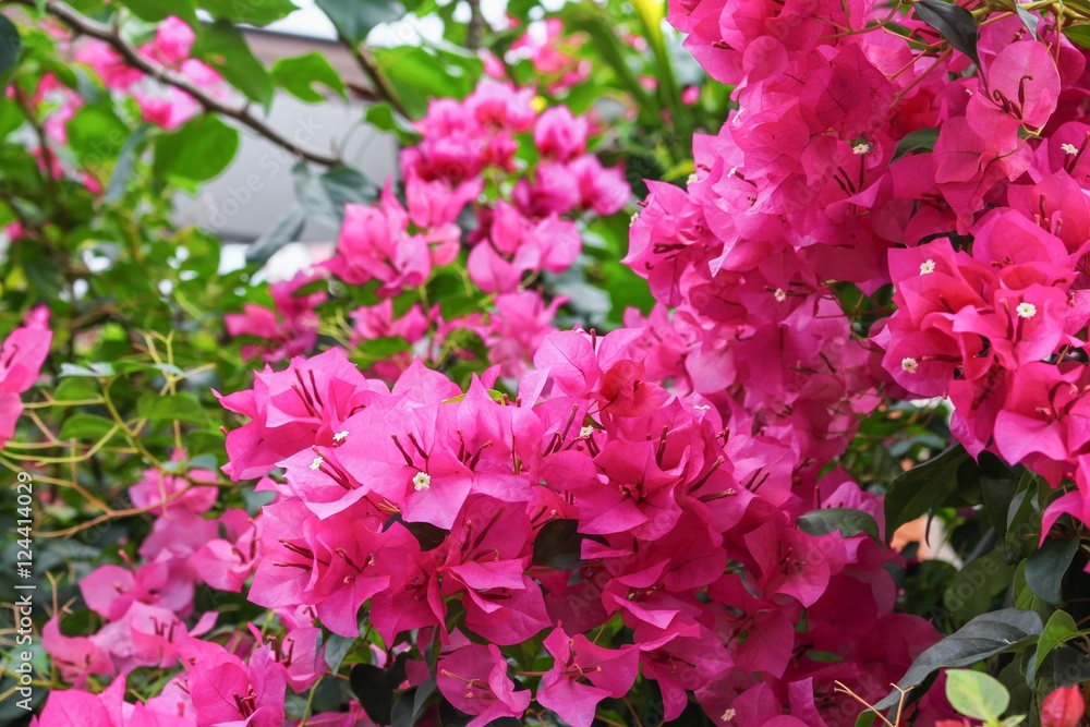 Bougainvillea flower purple, glabra Choisy beautiful natural in garden