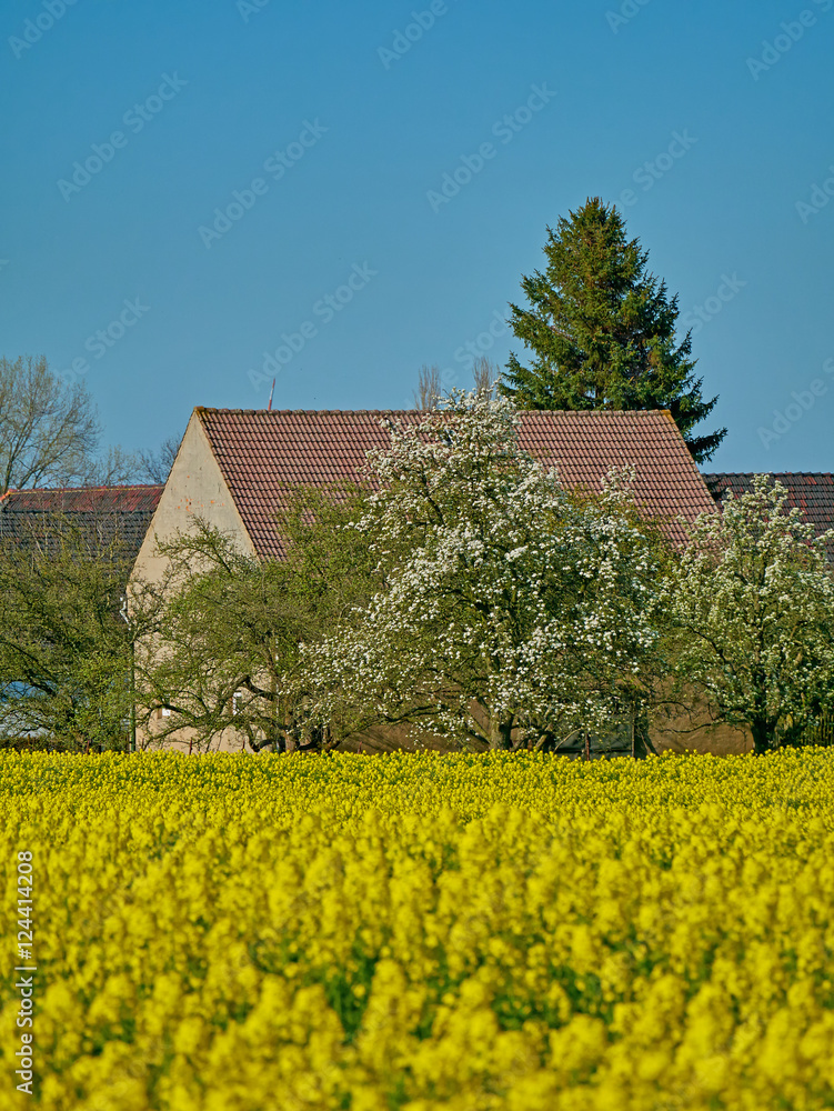 scenic view of a farmhouse and yellow fields under clear blue sky