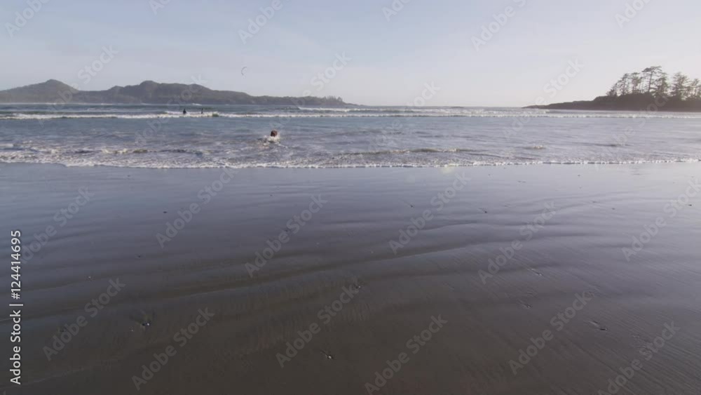A chocolate lab plays in ocean swells on a sandy beach with kite surfers in the distance.  A ocean wave swells towards the camera.