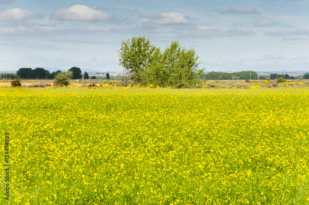 Rapeseed fields in the plain of the River Esla, in Leon Province, Spain