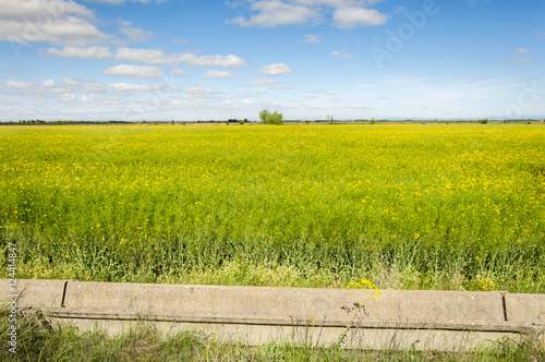 Rapeseed fields in the plain of the River Esla, in Leon Province, Spain photo
