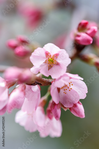 桜の花