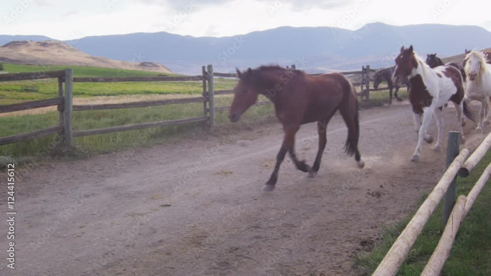 Horses trotting in fenced lane with pasture in background. Horses trotting in fenced lane with pasture in background.