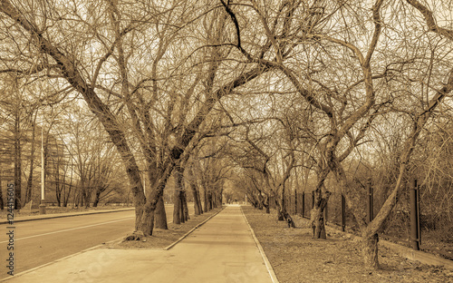 Monochrome view of long autumn tree alley in the campus of Moscow university