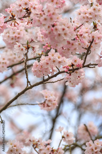 桜の花