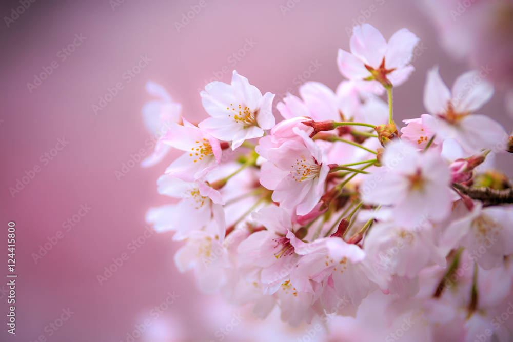 桜の花 桜の花