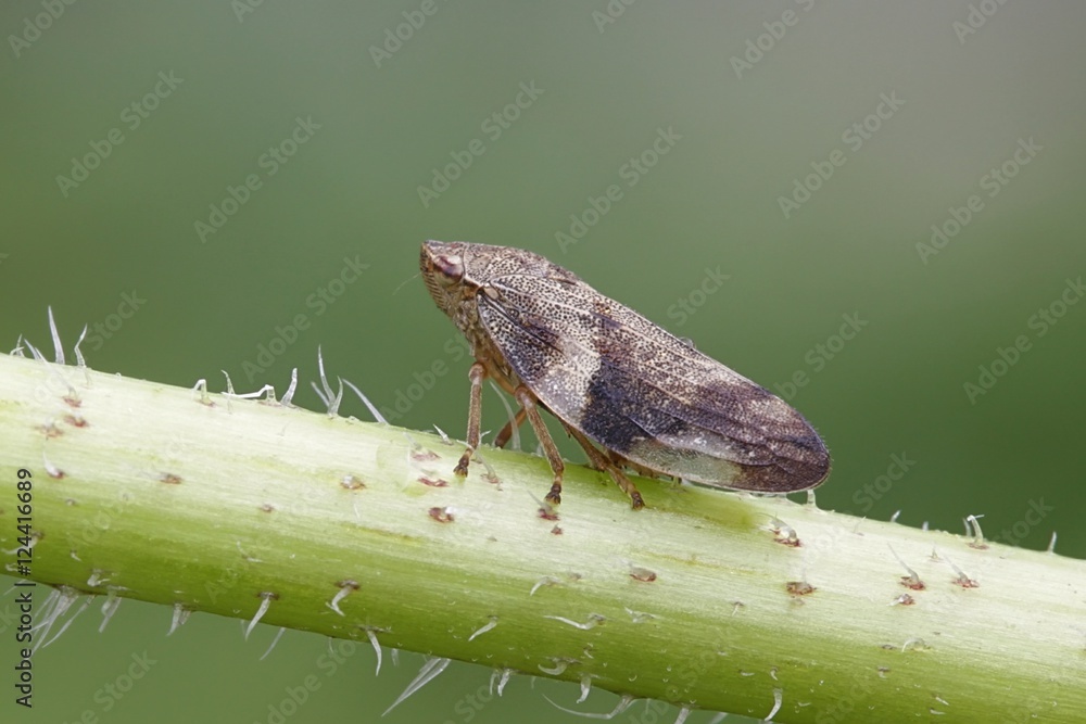 European Alder Spittle Bug or Froghopper, Aphrophora alni European Alder Spittle Bug or Froghopper, Aphrophora alni