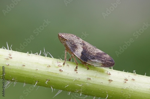 European Alder Spittle Bug or Froghopper, Aphrophora alni photo