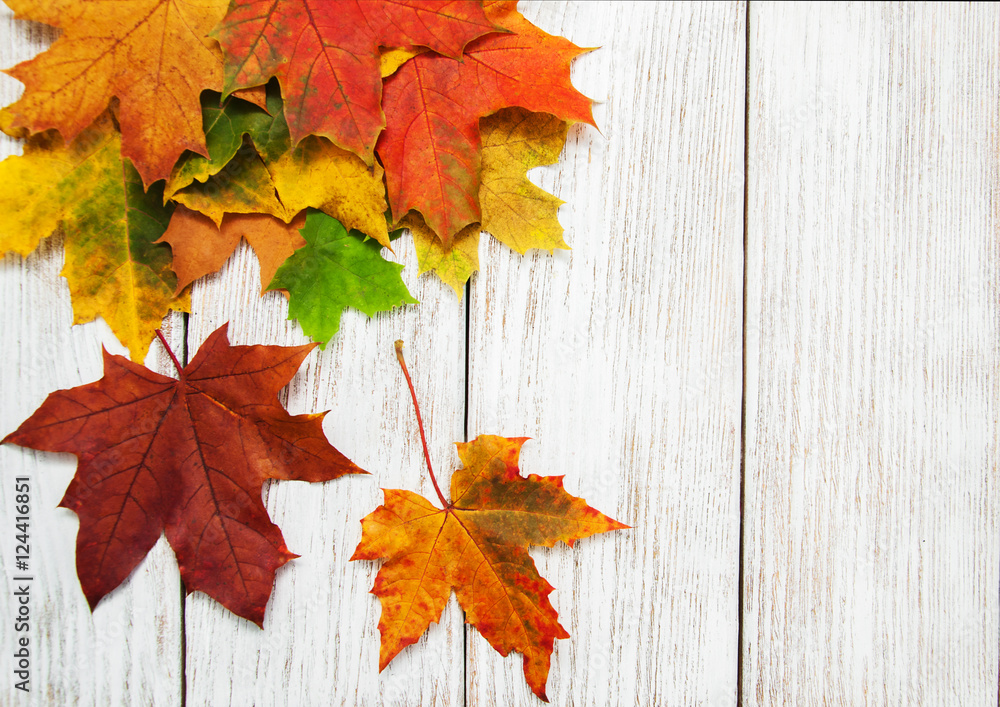 Obraz premium Colorful autumn leaves