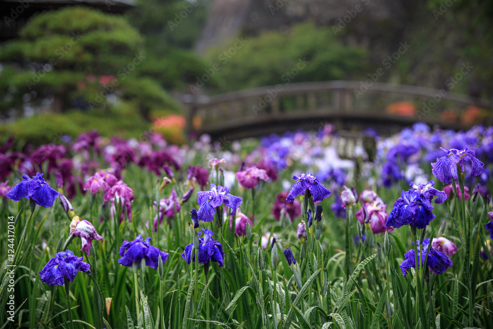 花菖蒲