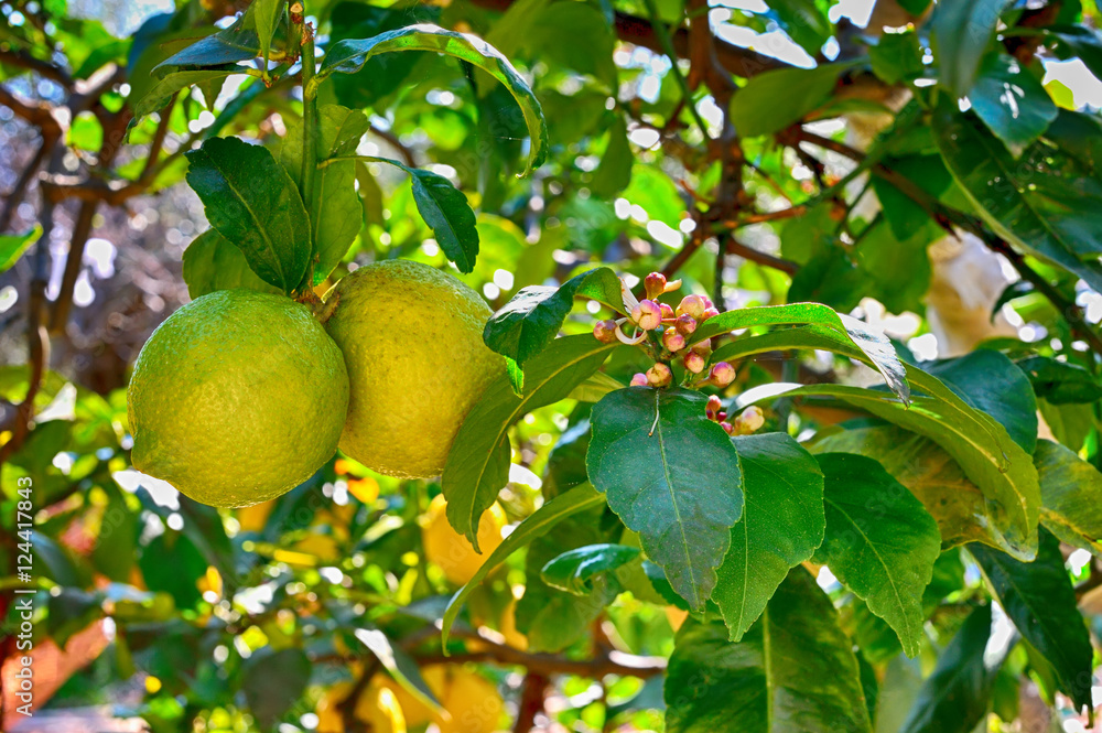 lemon tree with fruits and flowers