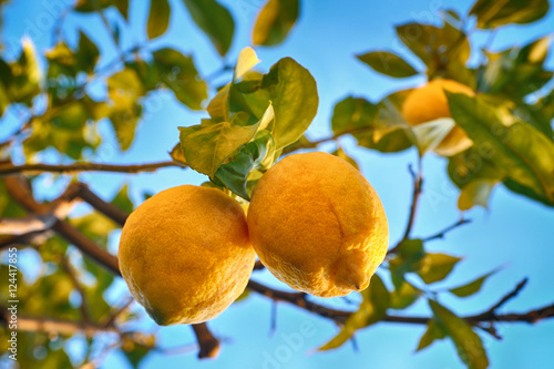 Lemon tree with lemons.