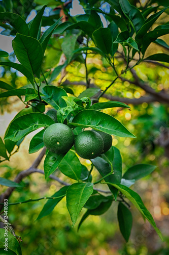 unripe green mandarin on the plant.
